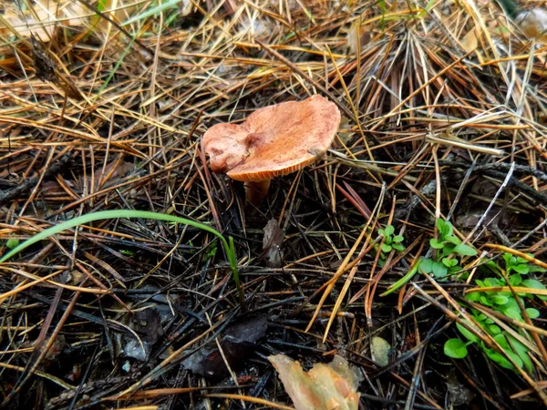 Mushroom Pine Forest Autumn Nature Background Orange Mushrooms Backgrounds — Stock Photo, Image