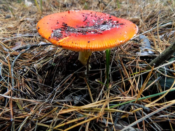 Champignon Dans Pinède Automne Nature Fond Champignons Oranges Milieux — Photo