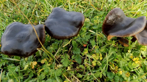 Mooie Zwarte Paddestoelen Achtergrond Paddenstoel Achtergrond Van Groene Weide — Stockfoto