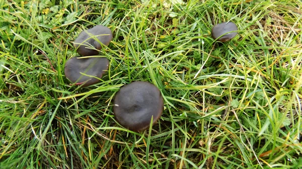 Mooie Zwarte Paddestoelen Achtergrond Paddenstoel Achtergrond Van Groene Weide — Stockfoto