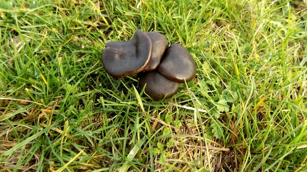 Mooie Zwarte Paddestoel Textuur Zwarte Paddestoelen Het Veld — Stockfoto