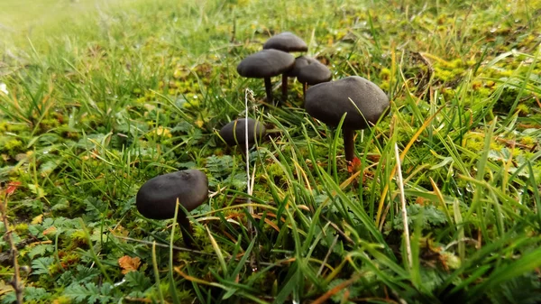 Mooie Zwarte Paddestoelen Achtergrond Paddenstoel Achtergrond Van Groene Weide — Stockfoto