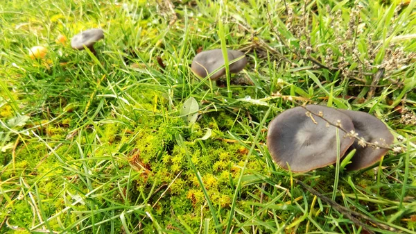 Hermoso Fondo Hongos Negros Champiñones Campo Verde Fondos — Foto de Stock