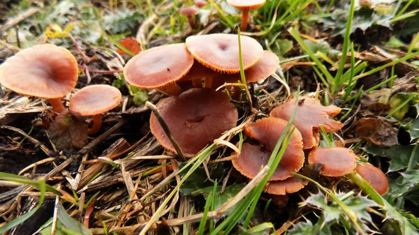Cogumelo Pinhal Outono Natureza Fundo Cogumelos Laranja Fundos — Fotografia de Stock