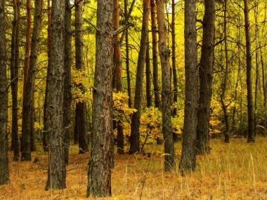 Soyut çam ormanı arka plan. Doku doğa. Ormanda arka planlar. Bush duvar kağıdı         