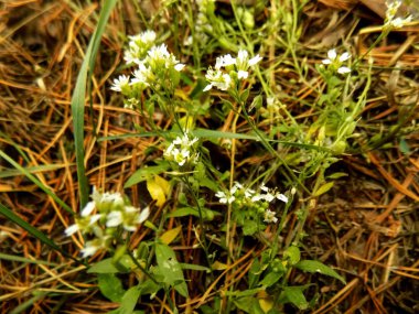 Ormanda güzel beyaz çiçek. Doğa arka plan. Bitkiler duvar kağıdı          