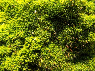 Güzel yeşil yosun arka plan. Bitki doku. Moss arka planlar          