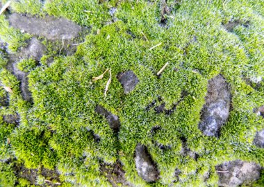 Yeşil yosun taş. Doğa arka plan. Yeşil doku        