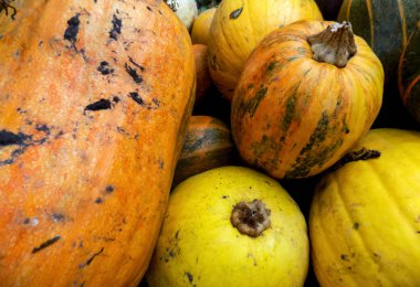 Büyük sarı kabak arka plan. Doku doğa. Hasat duvar kağıdı          