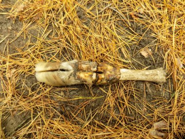 İnek kemikleri içinde çam ormanı geçmiş          