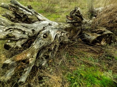 Soyut eski düşmüş ağaç. Doğa arka plan. Ahşap doku