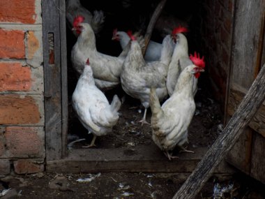 Beyaz zemin üzerinde tavuk. Kırsal çiftlik arka plan          