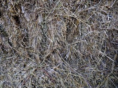 Soyut saman doku. Doğa arka plan. Bitkiler arka planlar