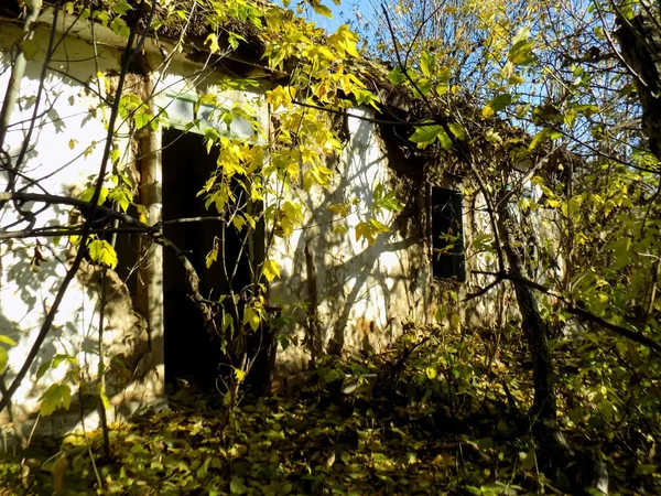 Antigo Fundo Casa Esquecido Textura Construção Casa Floresta — Fotografia de Stock