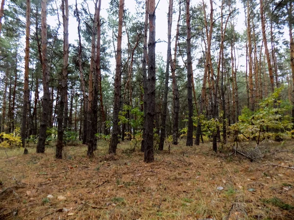 Pine Forest Background Nature Texture Woods Landscape — Stock Photo, Image