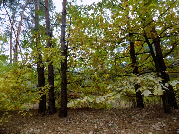 Grand Beau Fond Bois Paysage Naturel Fonds Forestiers Abstraits — Photo