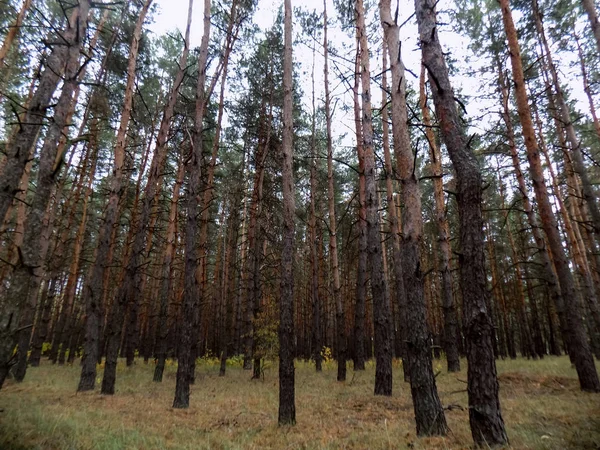 Πεύκο Δάσος Φόντο Φύση Υφή Δάσος Τοπίο — Φωτογραφία Αρχείου