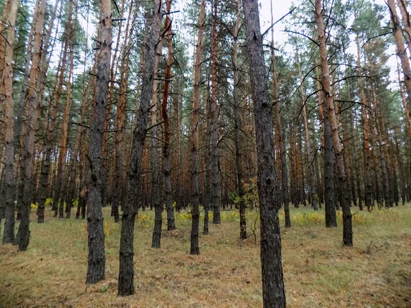 Fondo Del Bosque Pinos Textura Natural Bosques Paisaje — Foto de Stock