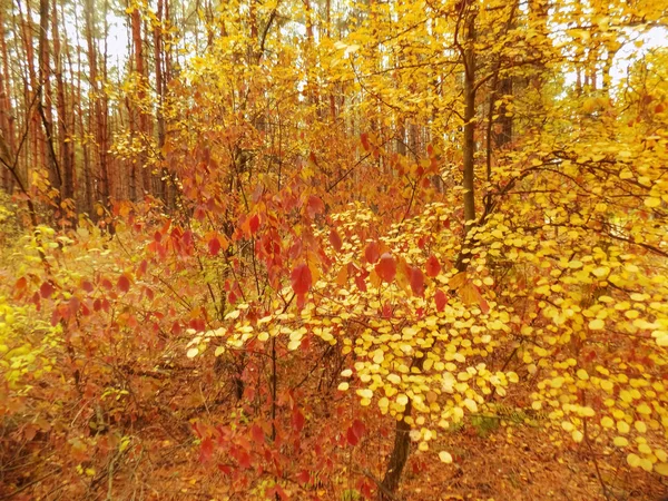 Krásná Podzimní Lesní Pozadí Woods Textura Bush Abstraktní Pozadí — Stock fotografie