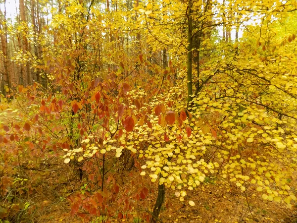 Krásná Podzimní Lesní Pozadí Woods Textura Bush Abstraktní Pozadí — Stock fotografie