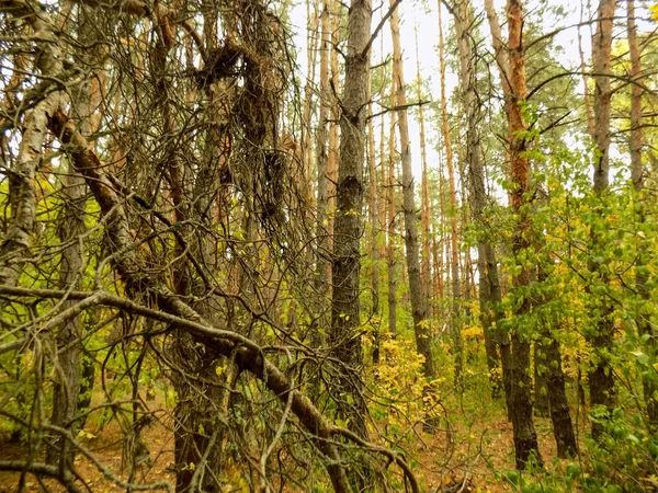 Абстрактні Соснового Лісу Фону Природа Текстури Вудс Фонів Буш Шпалери — стокове фото