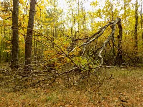 Красивий Ліс Фону Природа Текстури Краєвид Дерев Буш Фони — стокове фото