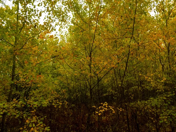 Krásný Les Pozadí Přírodní Texturu Krajina Stromy Bush Pozadí — Stock fotografie