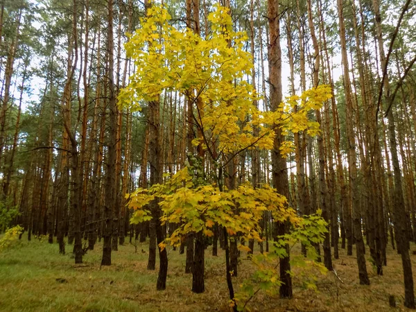 Abstrakta Pine Forest Tapet Woods Bakgrund Träd Landskap — Stockfoto