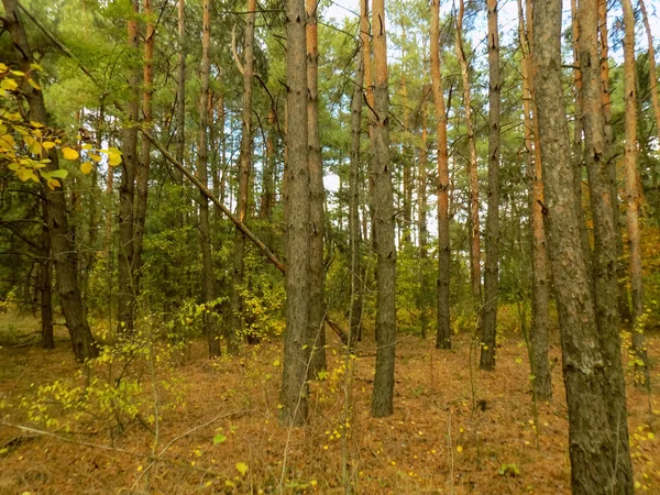 Αφηρημένη Πεύκα Δάσος Φόντο Φύση Υφή Ξύλα Υπόβαθρα Μπους Ταπετσαρία — Φωτογραφία Αρχείου