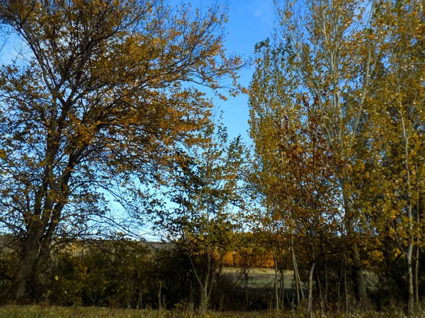 Krásnou Podzimní Krajinou Abstraktní Žluté Listy Pozadí Velkého Stromu — Stock fotografie