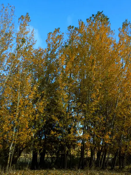 Krásnou Podzimní Krajinou Abstraktní Žluté Listy Pozadí Velkého Stromu — Stock fotografie