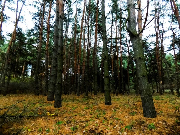 Vacker Tallskog Abstrakta Woods Konsistens Tall Träd Tapet Natur Bakgrunder — Stockfoto