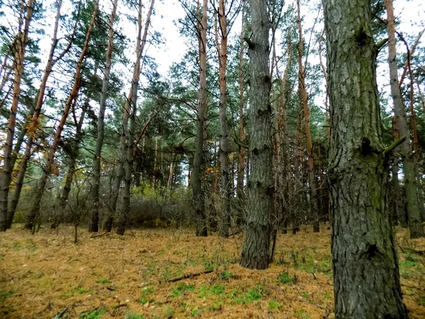 소나무 숲입니다 텍스처입니다 소나무 화면입니다 — 스톡 사진