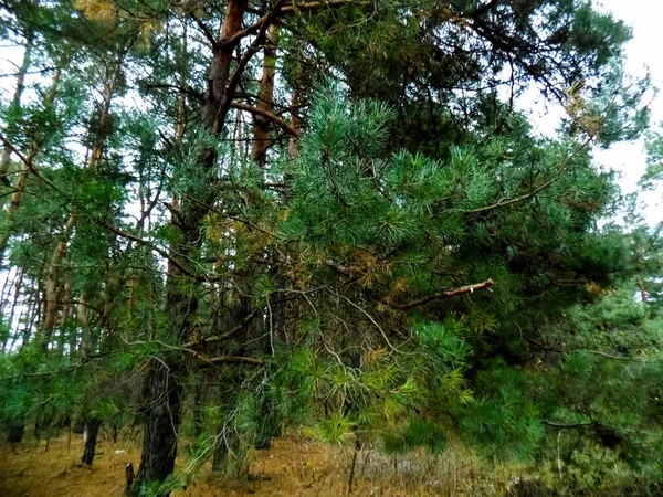 Vackra Skogslandskap Pine Skogen Bakgrund Hösten Skogen Tapeter — Stockfoto