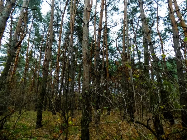 Krásné Zalesněné Krajiny Borové Lesy Pozadí Podzimní Les Tapety — Stock fotografie