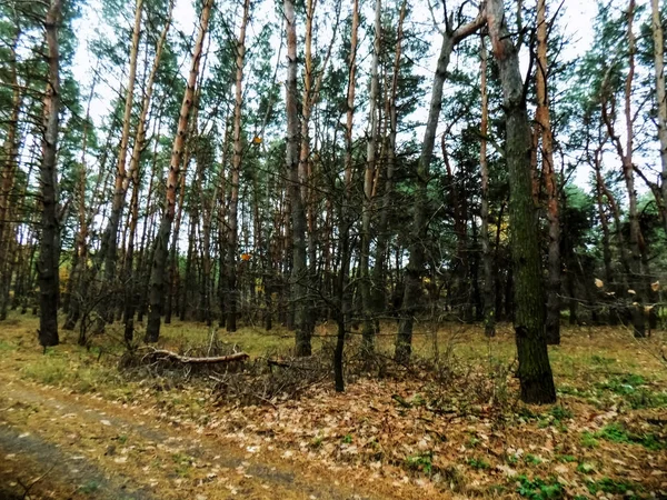 Güzel Orman Manzara Çam Ormanlar Arka Plan Sonbahar Orman Duvar — Stok fotoğraf