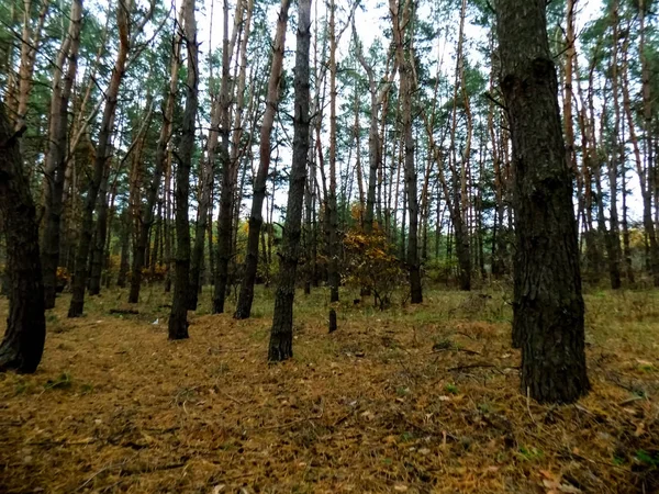 Güzel Orman Manzara Çam Ormanlar Arka Plan Sonbahar Orman Duvar — Stok fotoğraf