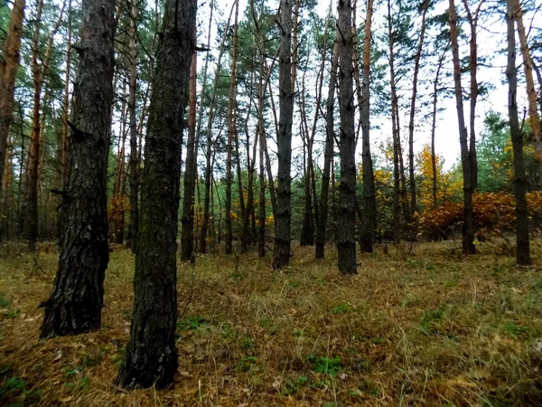 Hermoso Paisaje Forestal Fondo Bosques Pino Otoño Bosque Fondo Pantalla — Foto de Stock