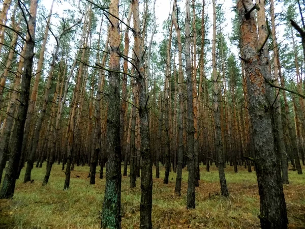 Όμορφο Δασικό Τοπίο Πεύκο Δάσος Φόντο Φθινόπωρο Δάσος Ταπετσαρία — Φωτογραφία Αρχείου