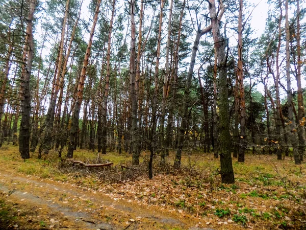 Beautiful Forest Landscape Pine Woods Background Autumn Forest Wallpaper — Stock Photo, Image