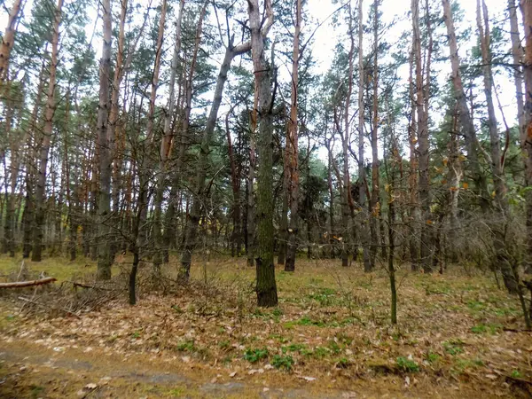 Krásné Borovice Lesní Pozadí Forest Texturu Příroda Backgrounds — Stock fotografie