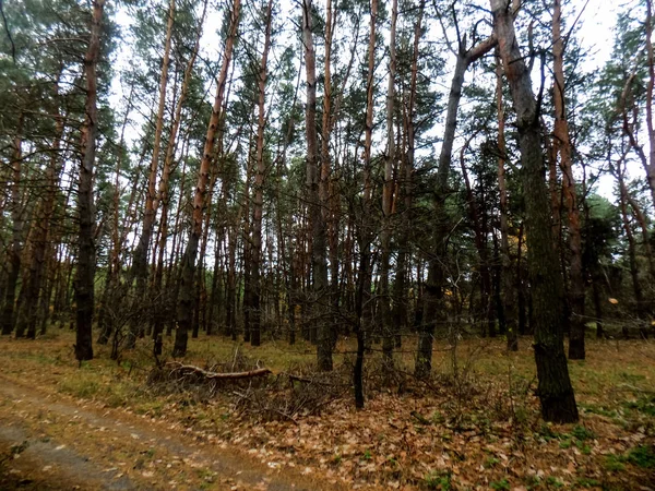 Όμορφο Πευκόφυτο Δάσος Φόντο Δάσος Υφή Υπόβαθρο Της Φύσης — Φωτογραφία Αρχείου