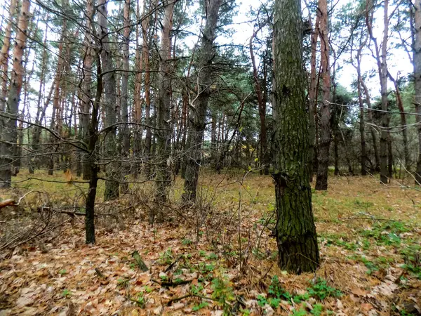Krásné Borovice Lesní Pozadí Forest Texturu Příroda Backgrounds — Stock fotografie