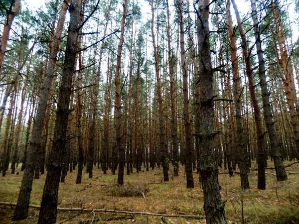Όμορφο Πευκόφυτο Δάσος Φόντο Δάσος Υφή Υπόβαθρο Της Φύσης — Φωτογραφία Αρχείου
