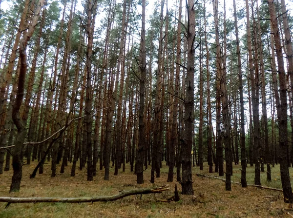 Όμορφο Πευκόφυτο Δάσος Φόντο Δάσος Υφή Υπόβαθρο Της Φύσης — Φωτογραφία Αρχείου
