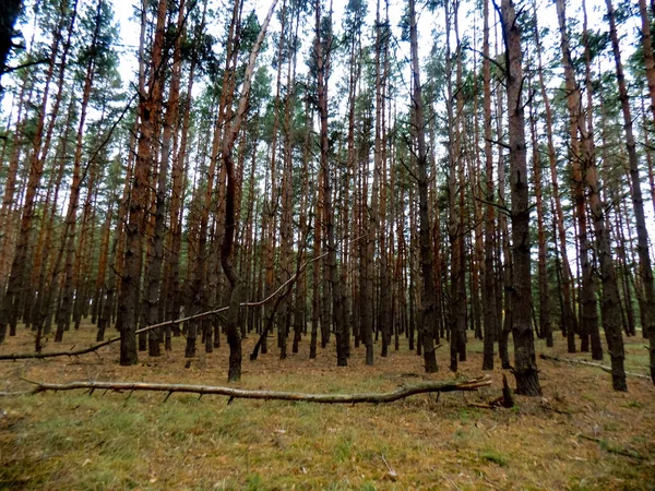 Bela Floresta Pinheiros Textura Florestal Fundo Natureza — Fotografia de Stock