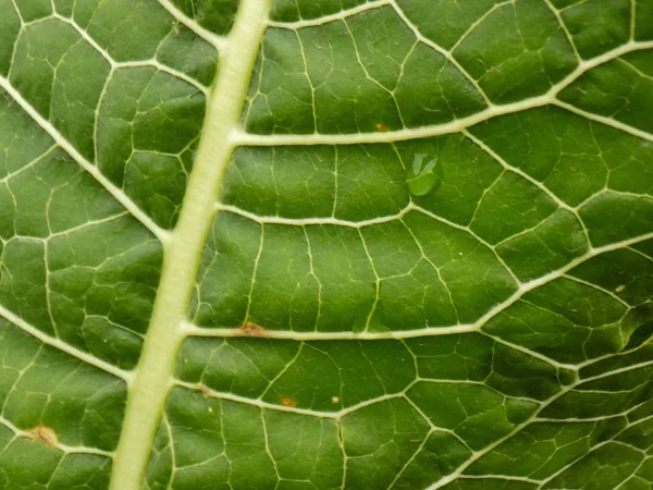 Grön Pepparrot Bakgrund Plantera Textur Natur Tapet — Stockfoto