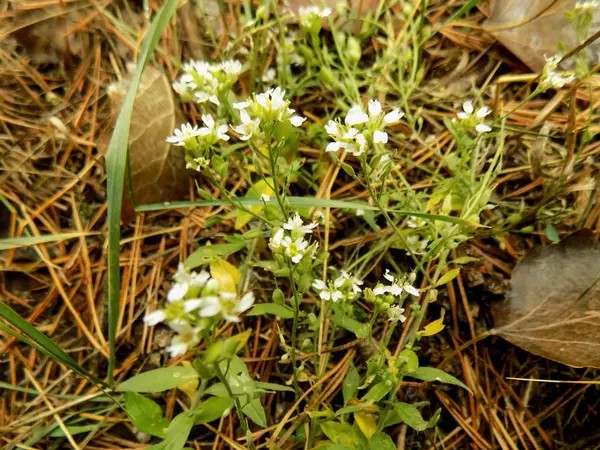 Piękny Biały Kwiat Lesie Tle Natura Tapeta Roślin — Zdjęcie stockowe