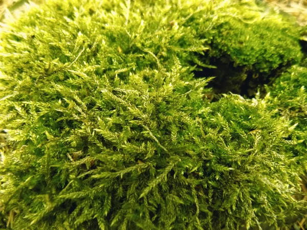 Forest Textura Zeleným Mechem Abstraktní Rostliny Pozadí Rostlina Tapety — Stock fotografie