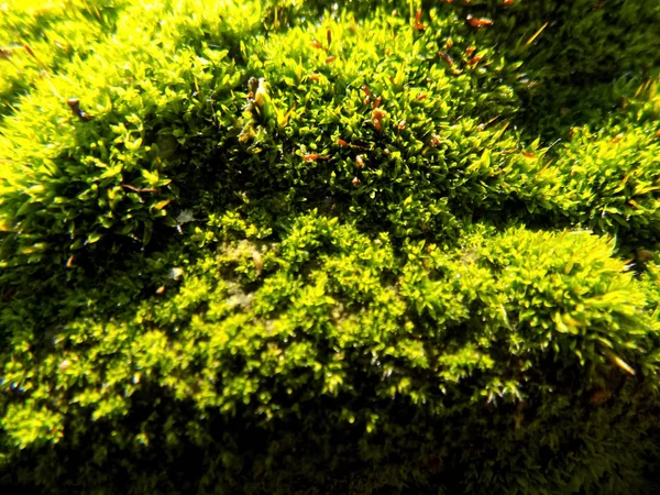 Mooie Groene Mos Achtergrond Het Patroon Van Planten Moss Achtergronden — Stockfoto